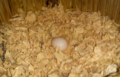 Hyacinth Macaw Parrot Eggs