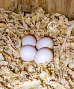 Caiques Parrot Eggs