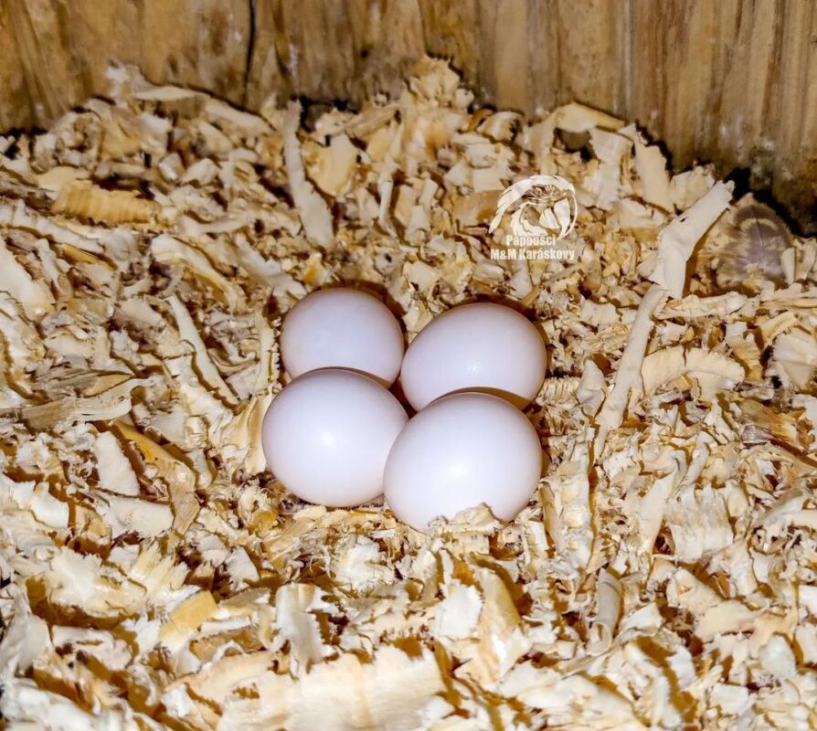 Caiques Parrot Eggs