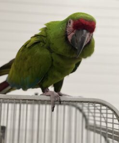 Military Macaw Parrot For Sale