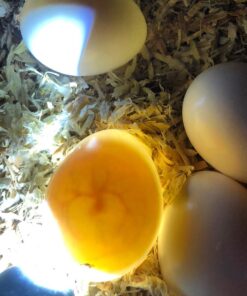 Mutation Buffon Macaw Eggs