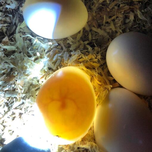 Mutation Buffon Macaw Eggs