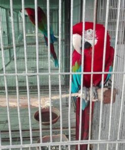 Green Winged Macaw Parrot For Sale