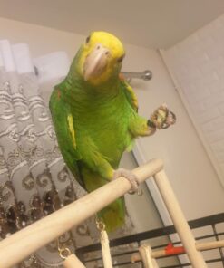 Baby Double Yellow Amazon Parrots For Sale