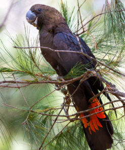 Glossy Black Cockatoo Parrots For Sale