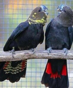 Glossy Black Cockatoo Parrots For Sale