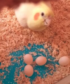 Scarlet Macaw Parrot Eggs