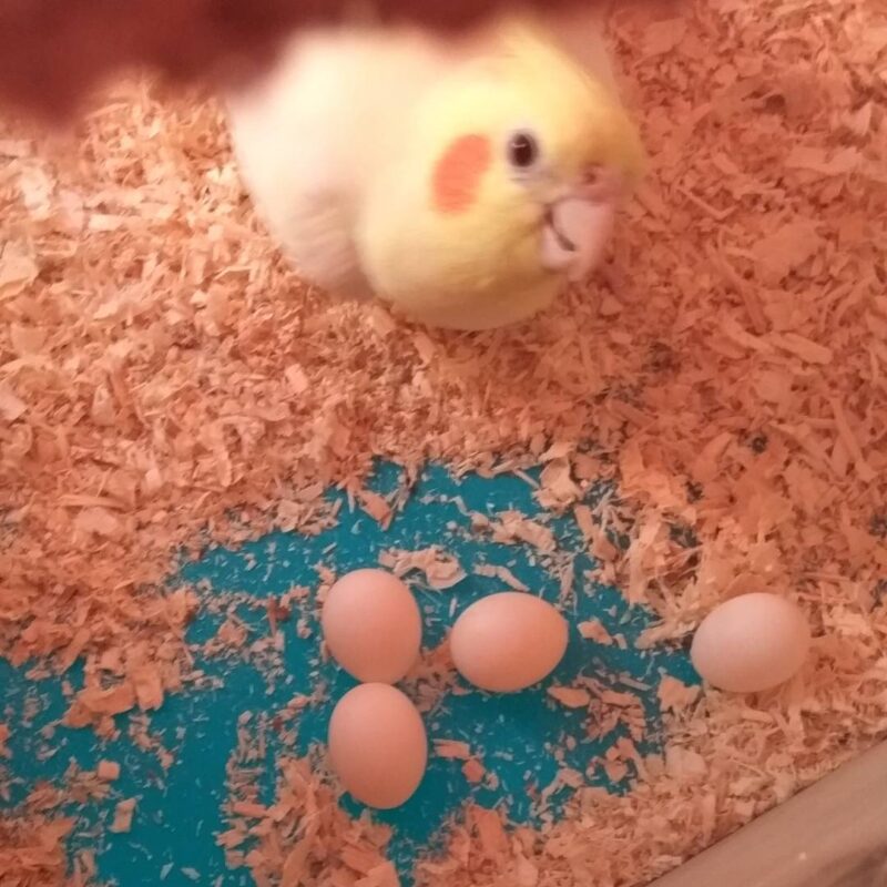 Scarlet Macaw Parrot Eggs