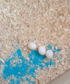 Quaker Parrot Eggs