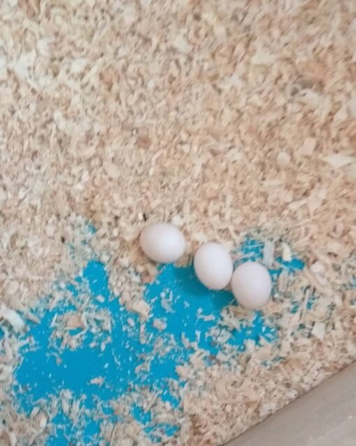 Quaker Parrot Eggs