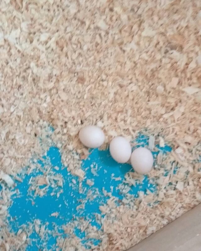 Quaker Parrot Eggs