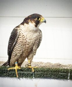 Northern Goshawk Falcon For Sale