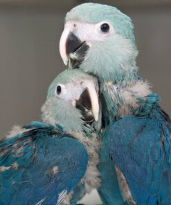 Spix’s Macaw Parrots Babies For Sale