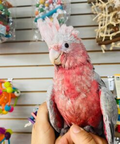 Baby Rose Breasted/Galah Cockatoo Parrot For Sale