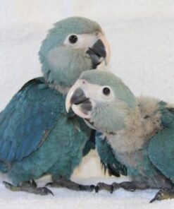 Spix’s Macaw Parrots Babies For Sale