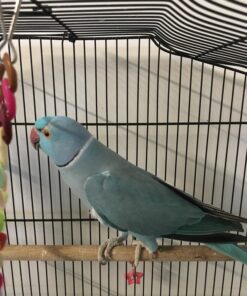 Beautiful Pair Of Indian Ringnecks