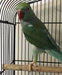 Beautiful Pair Of Indian Ringnecks