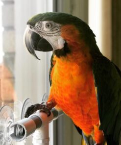 Catalina Macaw Parrots For Sale