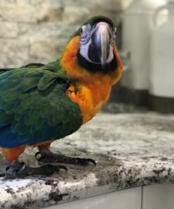 Catalina Macaw Parrots For Sale