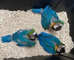 Baby Blue And Gold Macaw Parrots For Sale