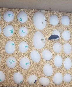 Blue-Fronted Amazon Eggs