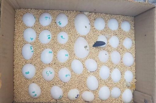 Blue-Fronted Amazon Eggs