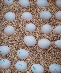 Bronze Winged Pionus Eggs