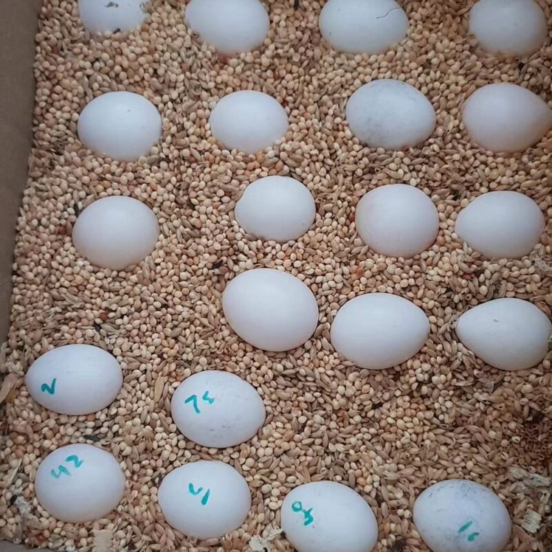 Bronze Winged Pionus Eggs