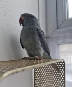 Baby grey ringneck Parrot for sale