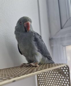 Baby grey ringneck Parrot for sale