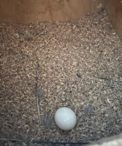 Pineapple Conure Eggs