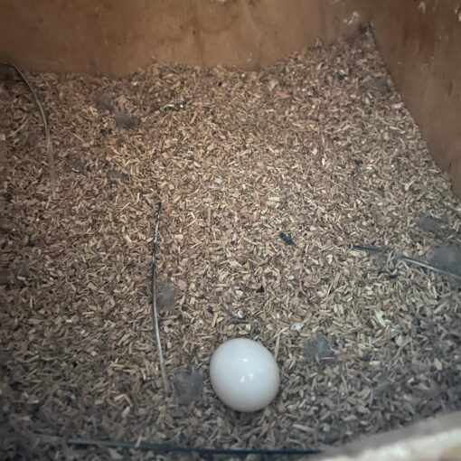 Pineapple Conure Eggs