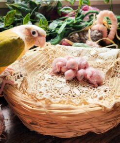 Buffon Macaw Parrot Eggs