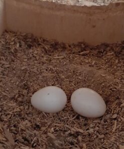 Golden Conure Parrot Eggs