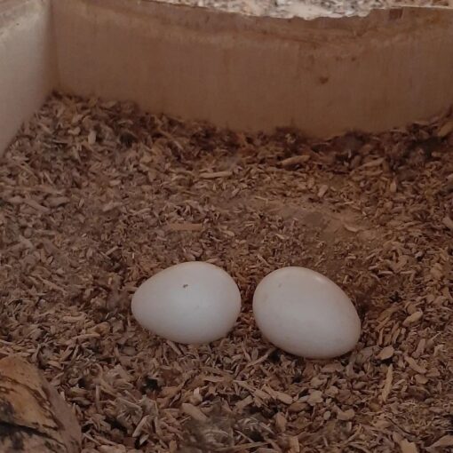 Golden Conure Parrot Eggs