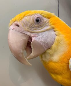 Lutino Macaw