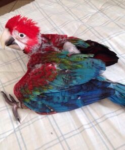 Baby Green-Winged Macaw Parrots For Sale