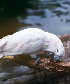 Salmon-crested Cockatoo