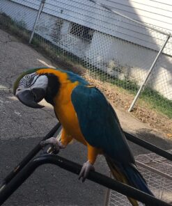 Blue And Gold Macaw Parrot For Sale