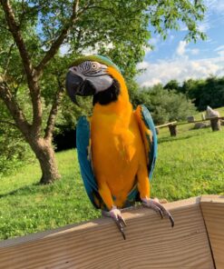 Blue And Gold Macaw Parrot For Sale