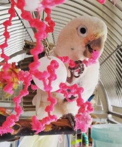 Moluccan Cockatoo Parrots For Sale