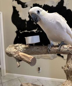 Sulphur-crested cockatoo