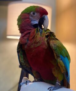 Camelot Macaw Parrots For Sale