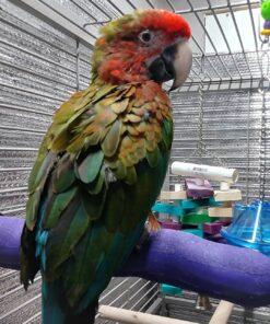 Camelot Macaw Parrots For Sale