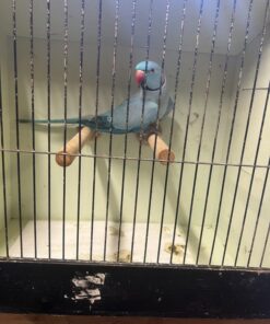 Adult blue Male Indian Ringneck