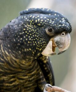 Red Tail Black Cockatoo Parrots For Sale