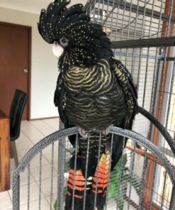 Red Tail Black Cockatoo Parrots For Sale