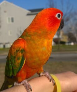 Red Golden Conure Birds For Sale