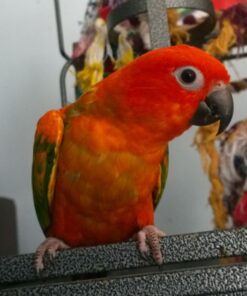 Red Golden Conure Birds For Sale