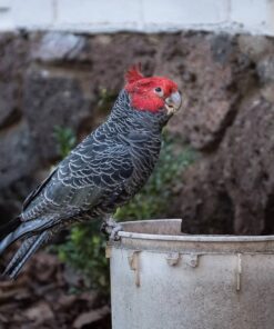 Gang Gang Cockatoo Parrots For Sale